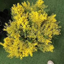 Mimosa gelb 60cm 500Gramm