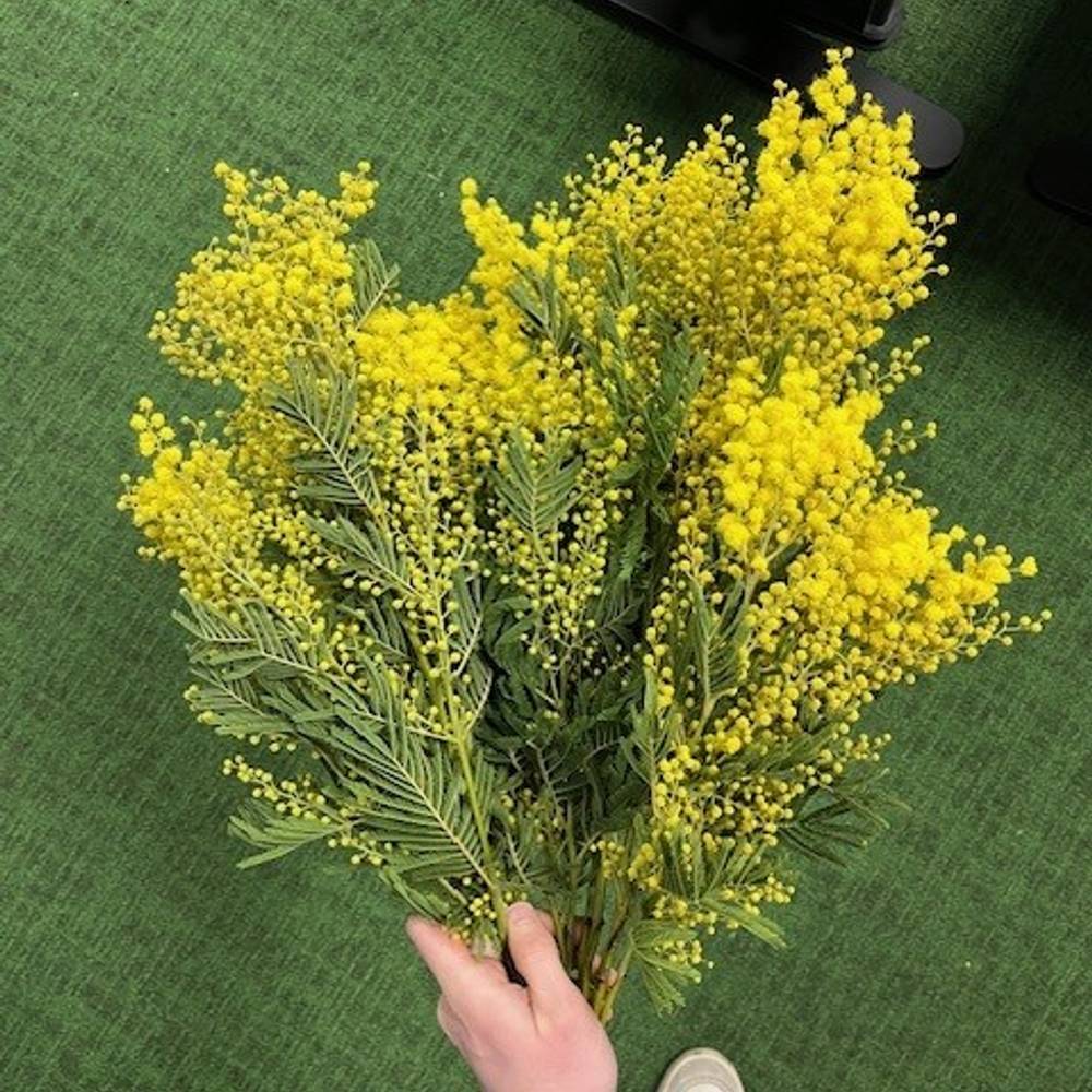 Mimosa gelb 60cm 500Gramm