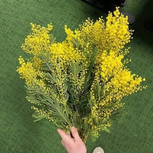 Mimosa gelb 60cm 500Gramm