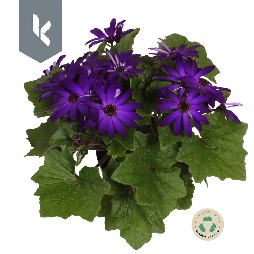 Senetti blau T12 H025