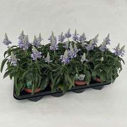 Salvia Deep Ocea T13 H028