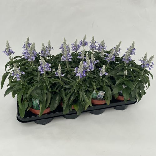 Salvia Deep Ocea T13 H028