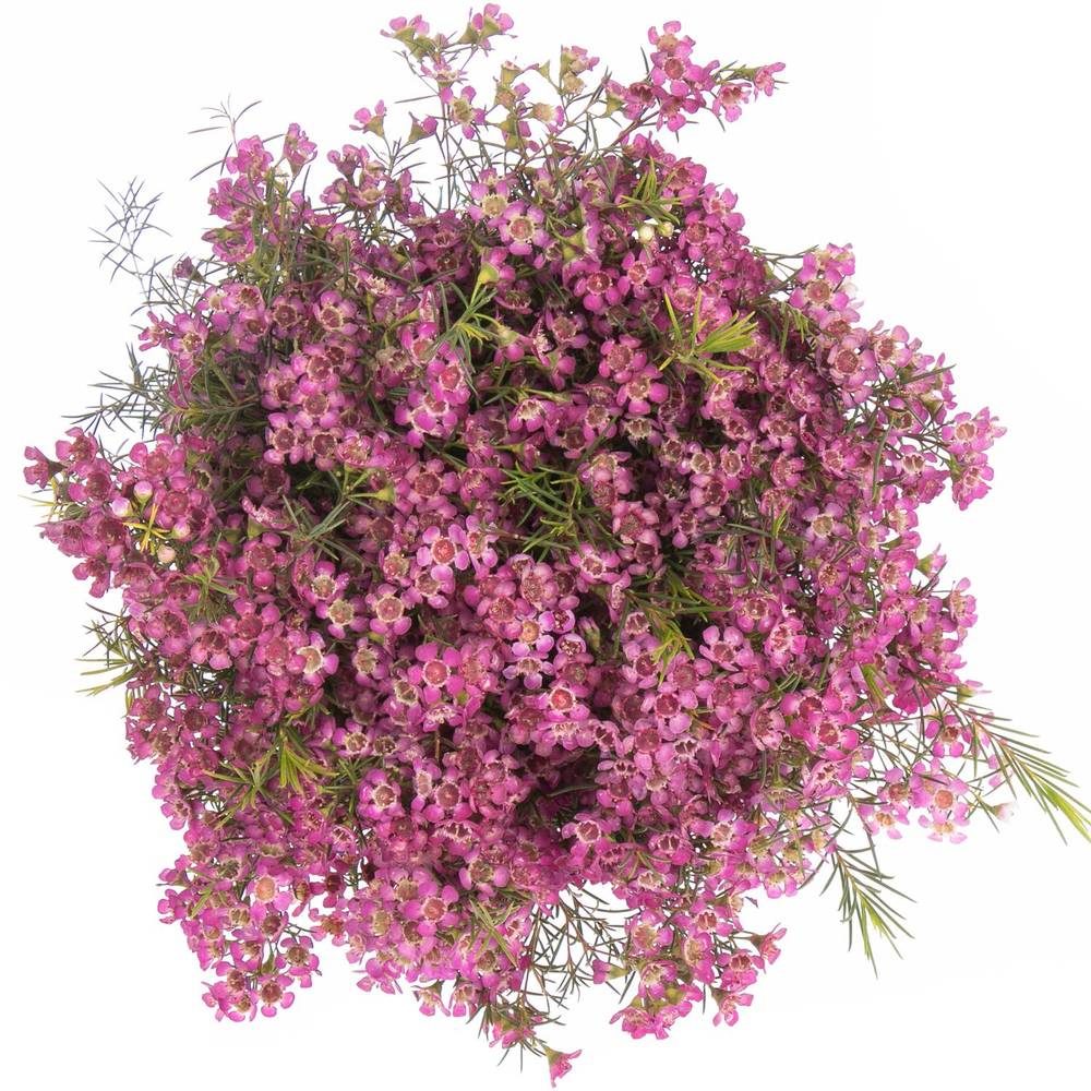 Wachsflower rosa Emma 50 Gramm 70cm