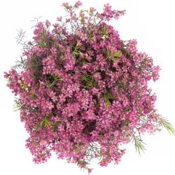 Wachsflower rosa Emma 50 Gramm 70cm