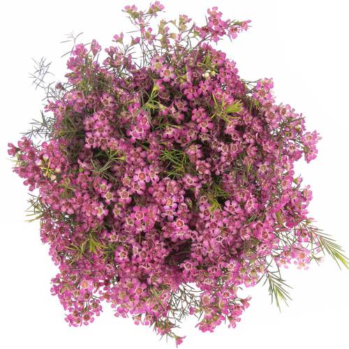 Wachsflower rosa Emma 50 Gramm 70cm