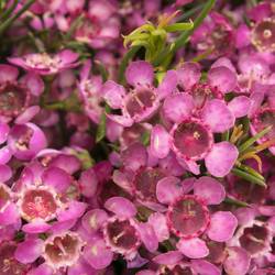 Wachsflower rosa Emma 50 Gramm 70cm