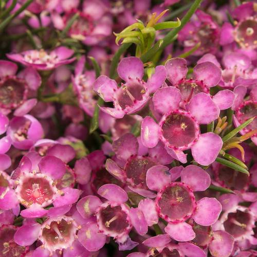 Wachsflower rosa Emma 50 Gramm 70cm