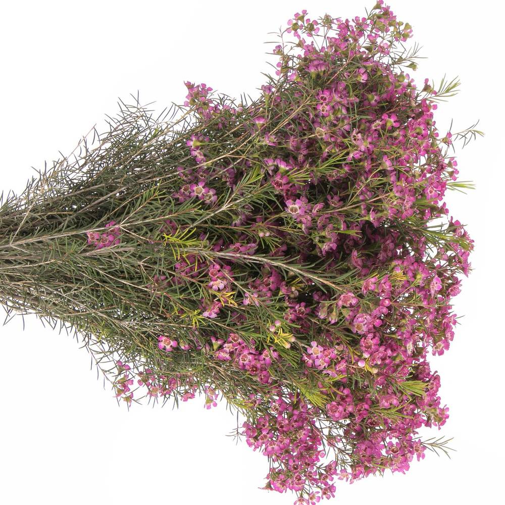 Wachsflower rosa Emma 50 Gramm 70cm