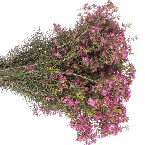 Wachsflower rosa Emma 50 Gramm 70cm