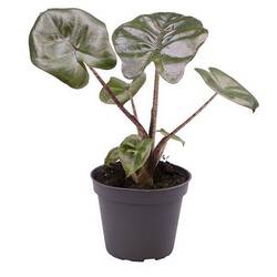 Alocasia Cucullata Yucatan T00,5 H002