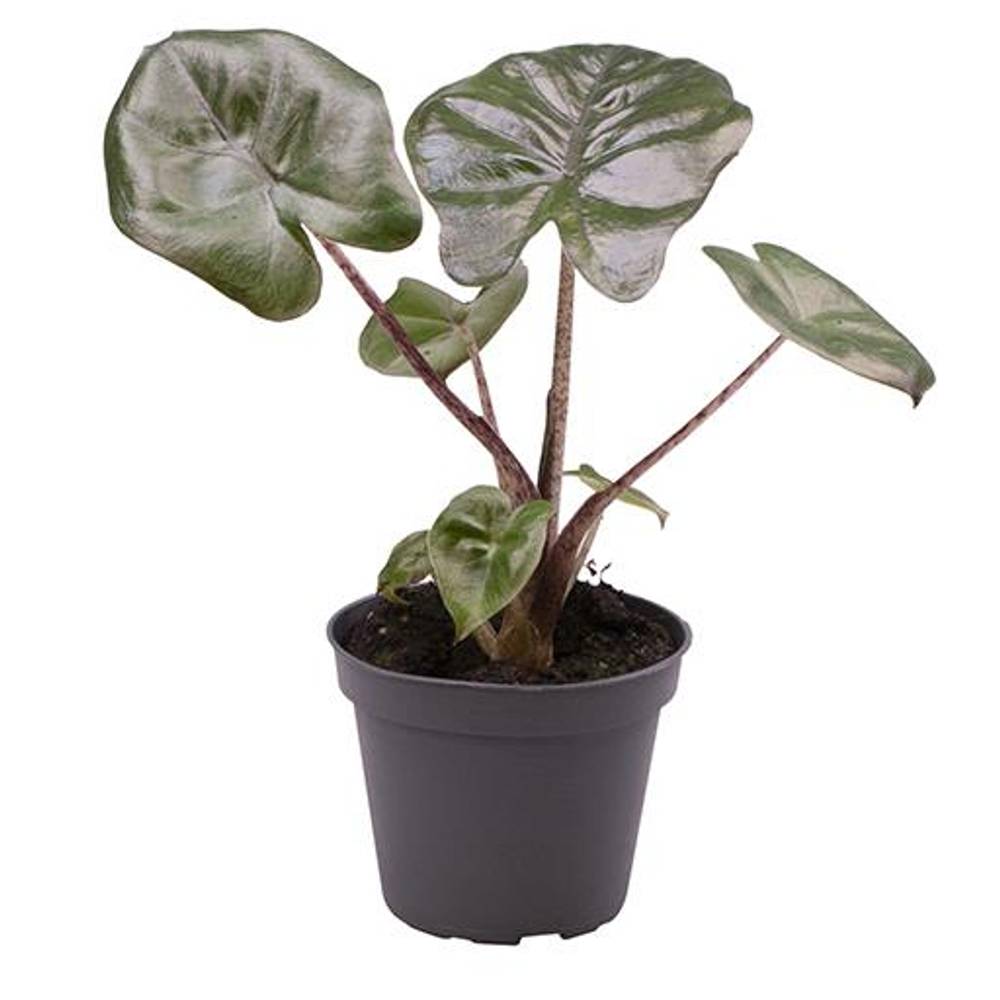 Alocasia Cucullata Yucatan T00,5 H002