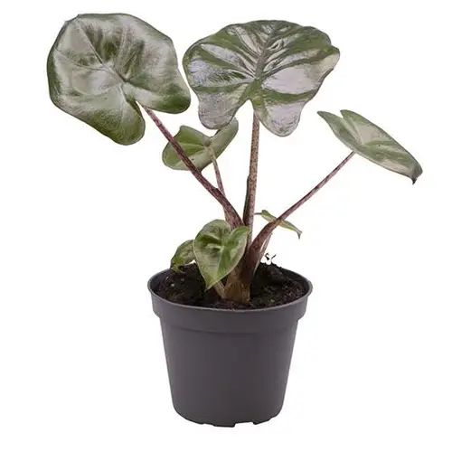 Alocasia Cucullata Yucatan T00,5 H002