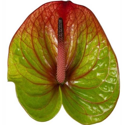 Anthurium grün/rot Absolute Blüte 13cm