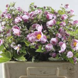 Anemone wild rosa 50cm