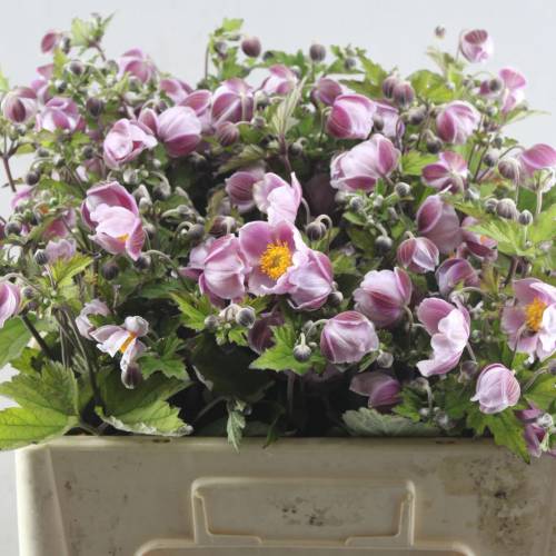 Anemone wild rosa 50cm