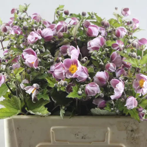 Anemone wild rosa 50cm