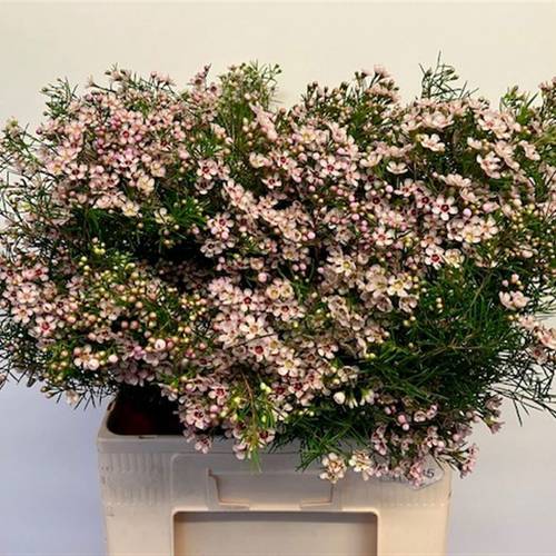 Wachsflower hell rosa Dori 75 Gramm 70cm