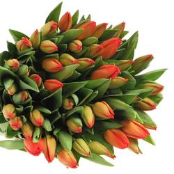 Tulpe orange Lalibela Triflor 32 Gramm