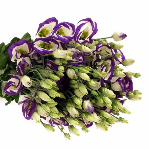 Lisianthus weiss/blau Piccolo 5+Blüte 70cm