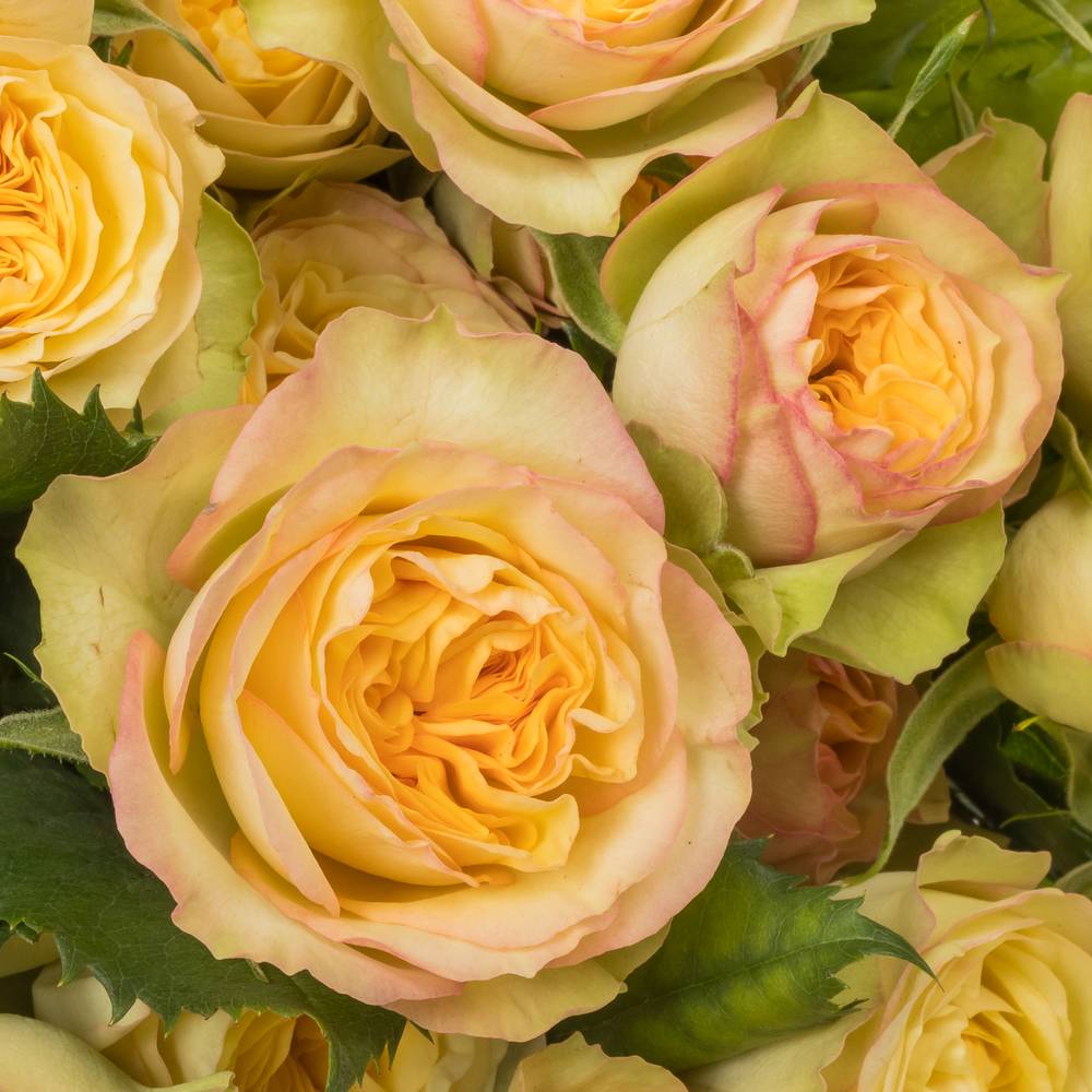 Rose verzweigt hell gelb/rosa Yoga Trendsetter 4+Blüte 70cm