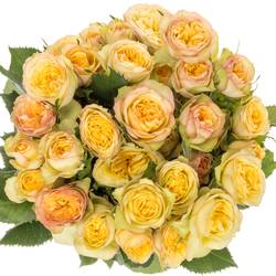 Rose verzweigt hell gelb/rosa Yoga Trendsetter 4+Blüte 70cm