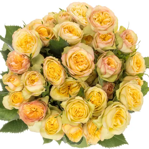Rose verzweigt hell gelb/rosa Yoga Trendsetter 4+Blüte 70cm