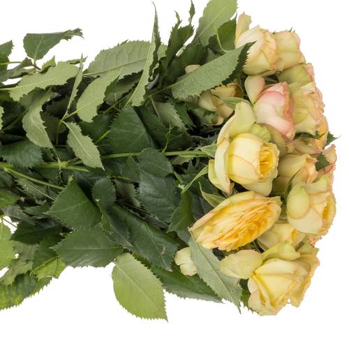 Rose verzweigt hell gelb/rosa Yoga Trendsetter 4+Blüte 70cm