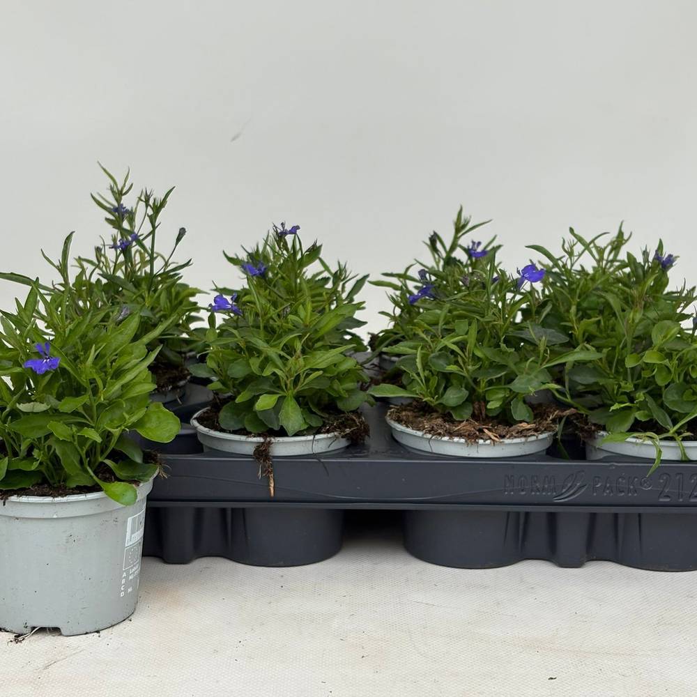 Lobelia milka Blue T09 H020