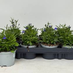 Lobelia milka Blue T09 H020
