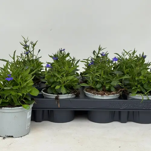 Lobelia milka Blue T09 H020