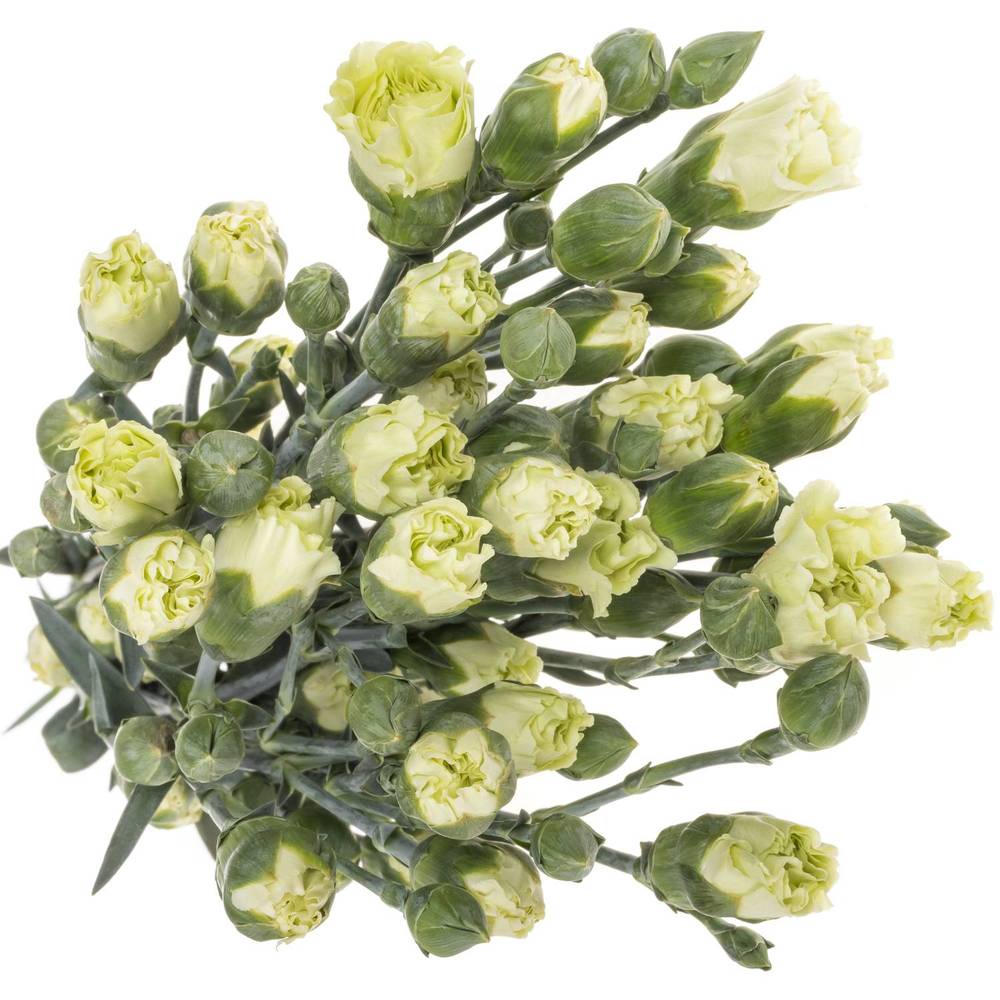 Spraynelke grün Rascal 60cm X20