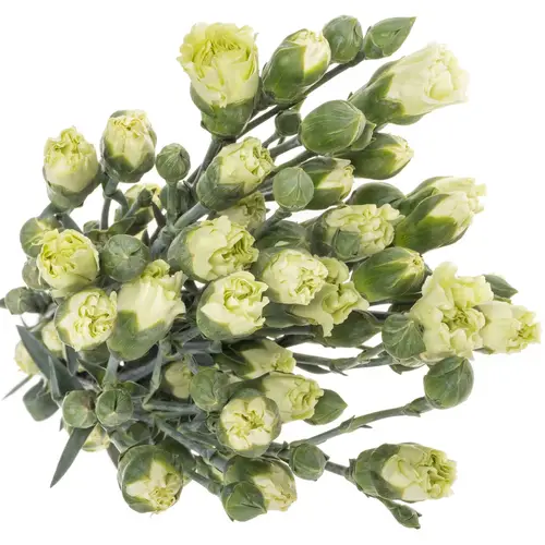 Spraynelke grün Rascal 60cm X20