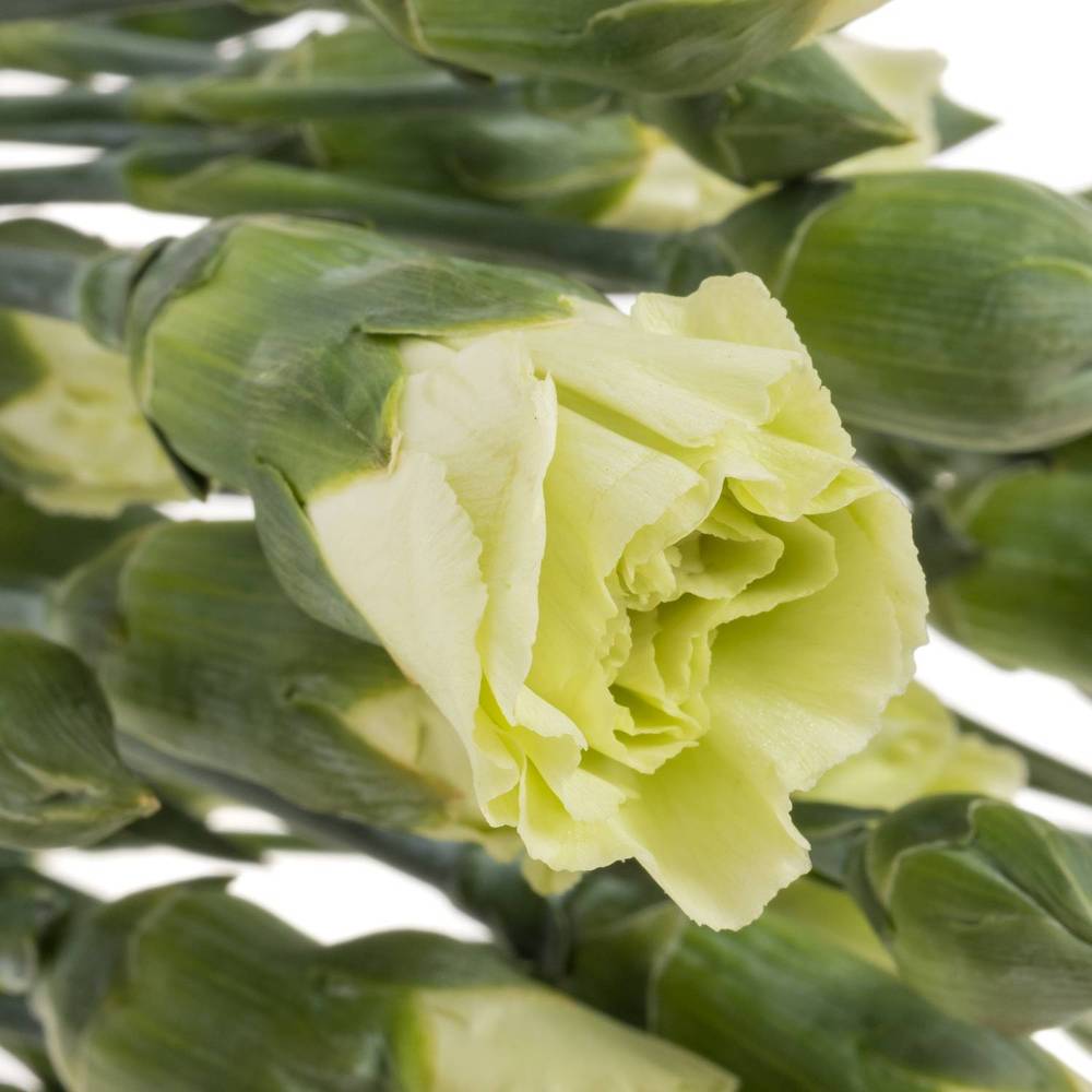 Spraynelke grün Rascal 60cm X20