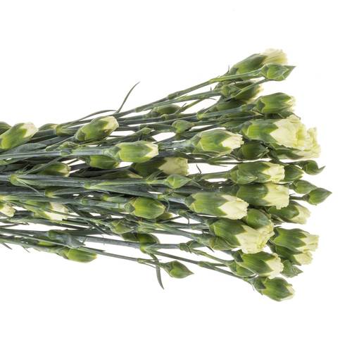 Spraynelke grün Rascal 60cm X20