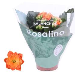 Kal.Gef. orange T06 H12