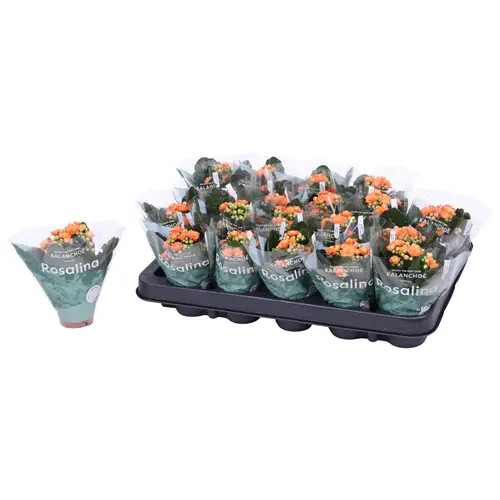 Kal.Gef. orange T06 H12