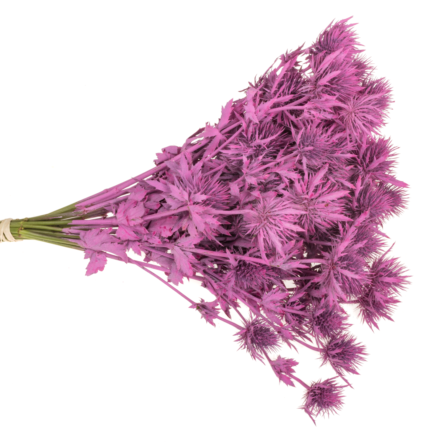 Distel fuchsia Magnetar Questar gefärbt 40cm