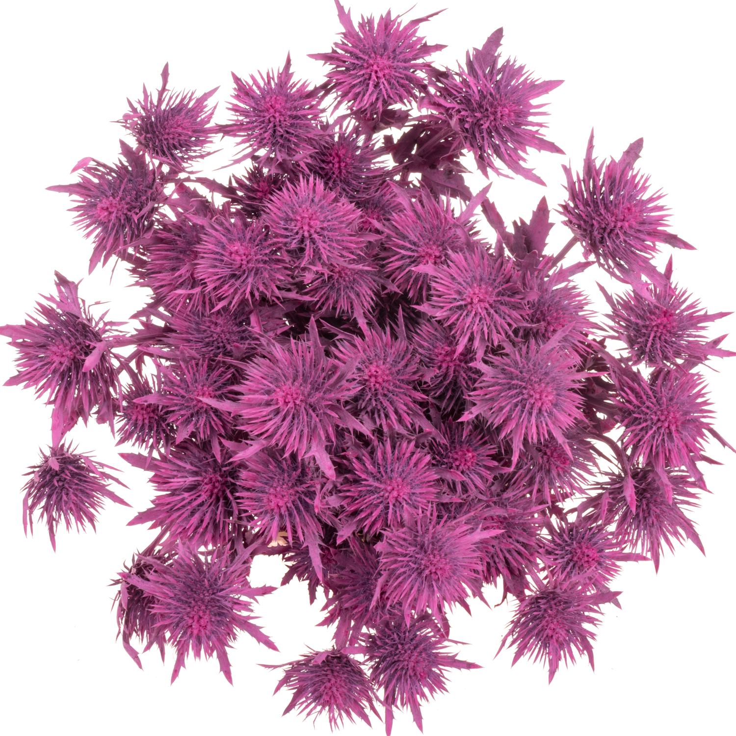 Distel fuchsia Magnetar Questar gefärbt 40cm