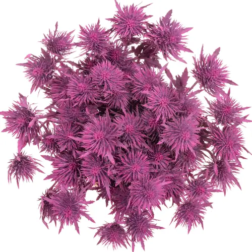 Distel fuchsia Magnetar Questar gefärbt 40cm