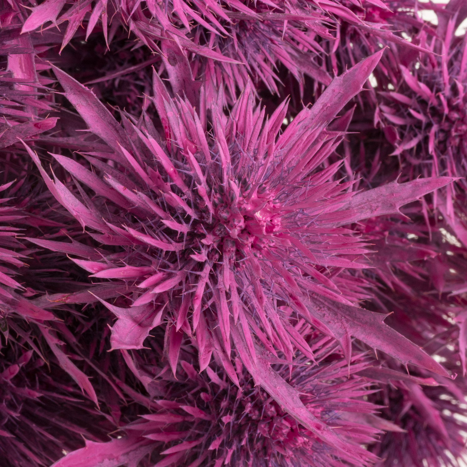 Distel fuchsia Magnetar Questar gefärbt 40cm