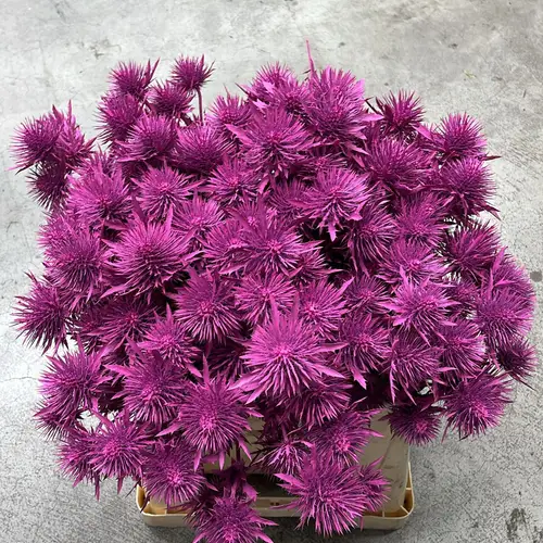 Distel fuchsia Magnetar Questar gefärbt 40cm