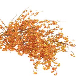 Celastrus orange 80cm