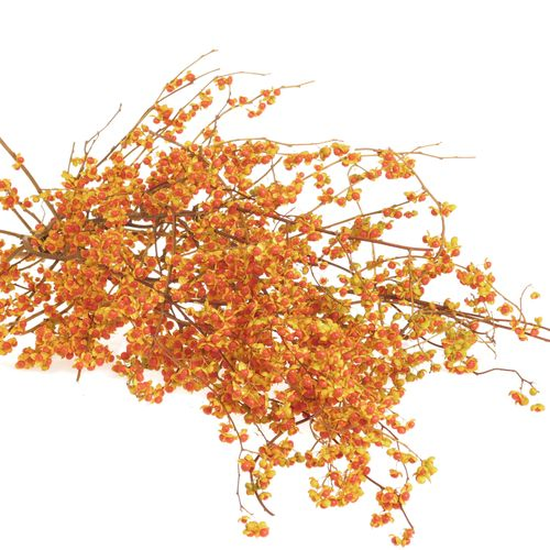 Celastrus orange 80cm