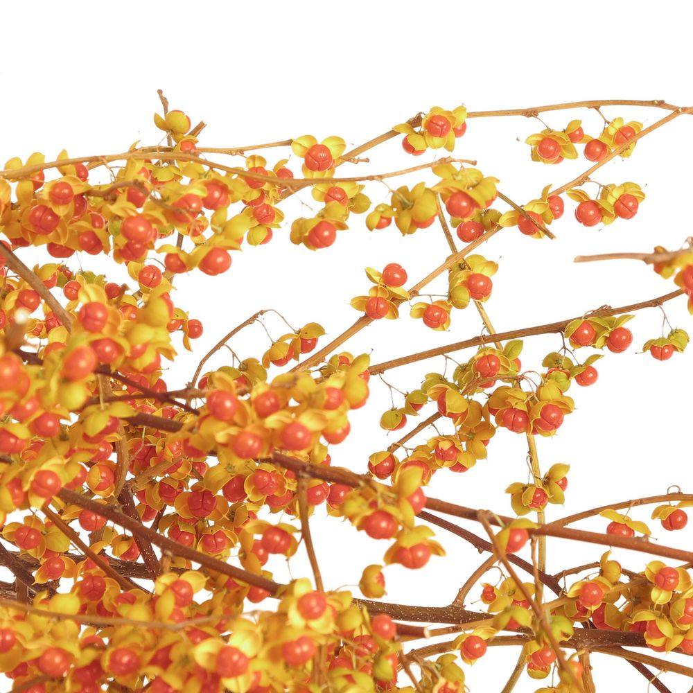 Celastrus orange 80cm