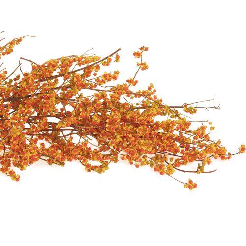 Celastrus orange 80cm