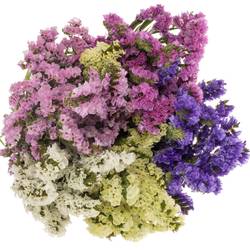 Statice mix Import Iblaflor 55 Gramm 80cm