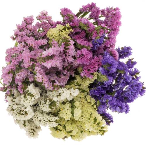 Statice mix Import Iblaflor 55 Gramm 80cm