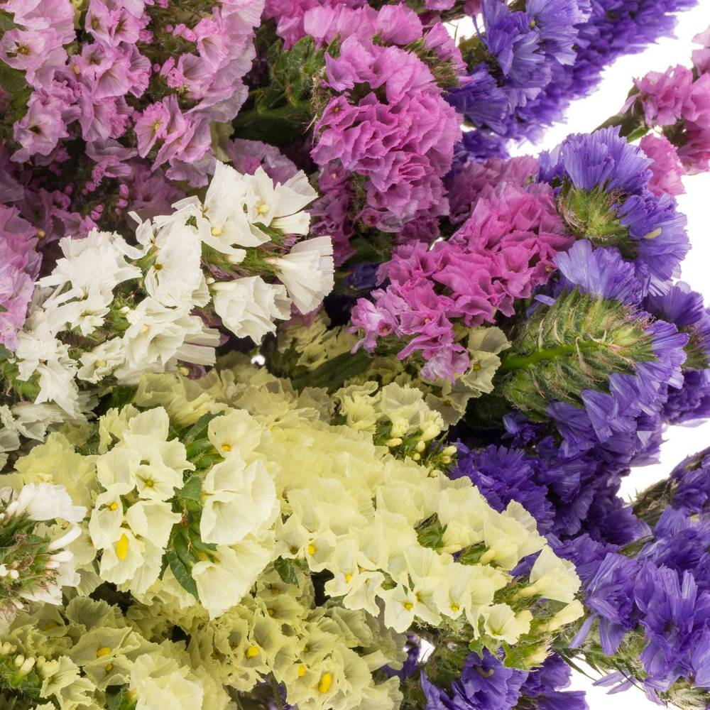 Statice mix Import Iblaflor 55 Gramm 80cm