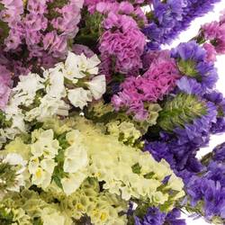 Statice mix Import Iblaflor 55 Gramm 80cm