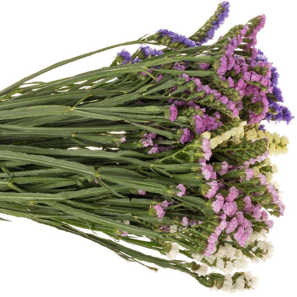 Statice mix Import Iblaflor 55 Gramm 80cm